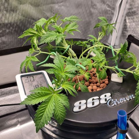 Echo growlog photo: After defoliation and LST. 