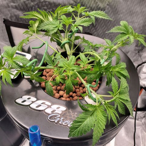 Echo growlog photo: After defoliation and LST. 