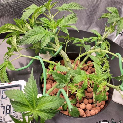 Echo growlog photo: After defoliation and LST. 