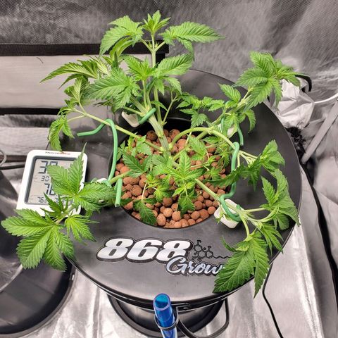 Echo growlog photo: After defoliation and LST. 