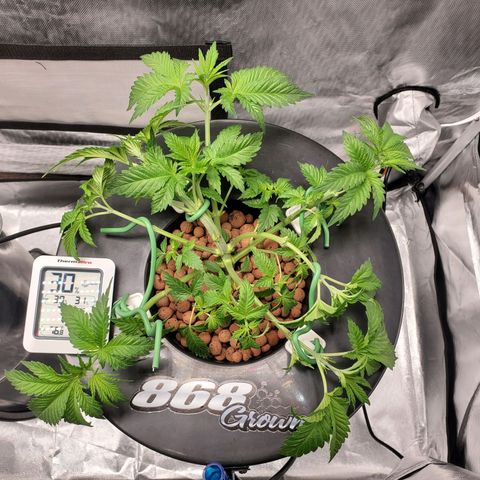 Echo growlog photo: After defoliation and LST. 