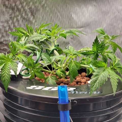 Echo growlog photo: 10PM