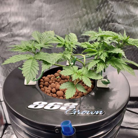 Delta growlog photo: 7AM 

- 9 hours after defoliation and LST.
- All nodes are now facing upward toward light. 