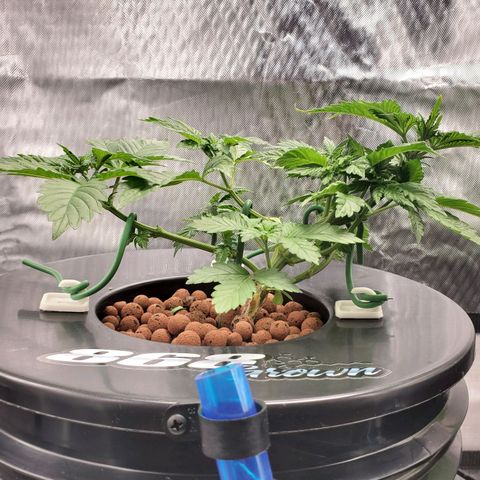 Delta growlog photo: 7AM 

- 9 hours after defoliation and LST.
- All nodes are now facing upward toward light. 