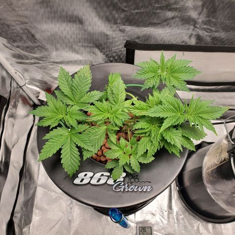 Delta growlog photo: 7AM 

- 9 hours after defoliation and LST.
- All nodes are now facing upward toward light. 
