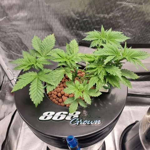 Delta growlog photo: 7AM 

- 9 hours after defoliation and LST.
- All nodes are now facing upward toward light. 