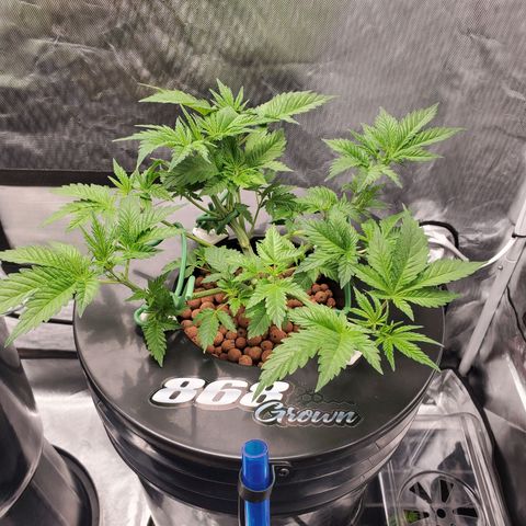 Echo growlog photo: 7AM 

- 9 hours after defoliation and LST.
- All nodes are now facing upward toward light. 