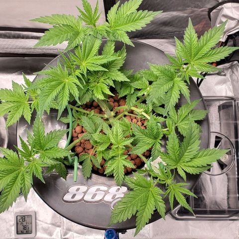 Echo growlog photo: 7AM 

- 9 hours after defoliation and LST.
- All nodes are now facing upward toward light. 