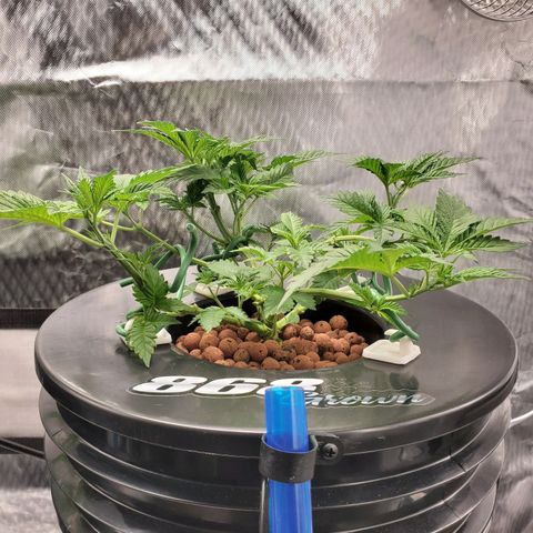 Echo growlog photo: 7AM 

- 9 hours after defoliation and LST.
- All nodes are now facing upward toward light. 