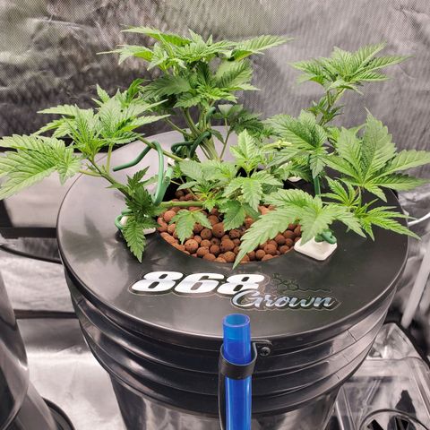 Echo growlog photo: 7AM 

- 9 hours after defoliation and LST.
- All nodes are now facing upward toward light. 