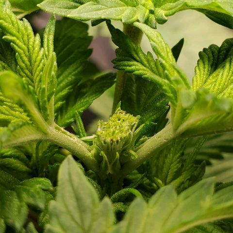 Delta growlog photo: After fimming.