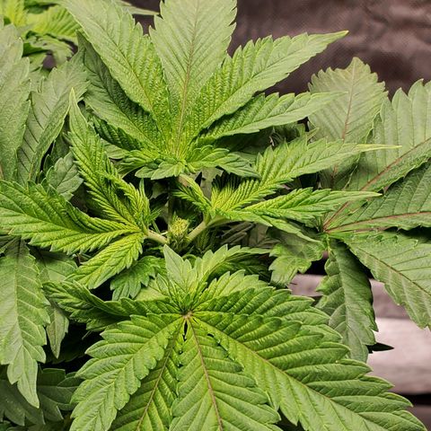 Delta growlog photo: After fimming.