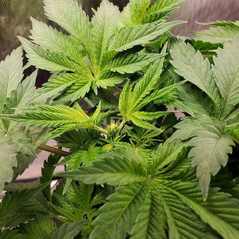 Echo growlog photo: After fimming.