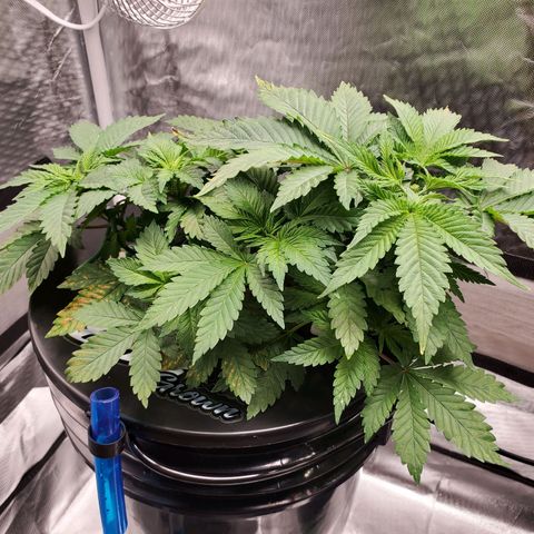 Delta growlog timeline photo