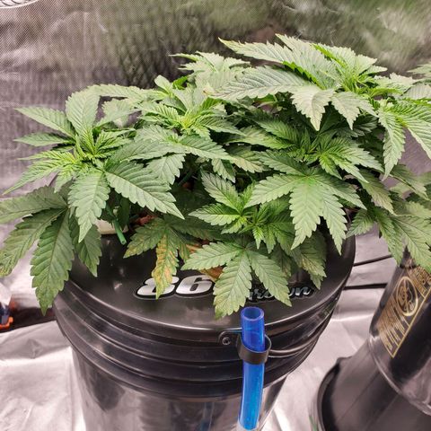 Delta growlog timeline photo