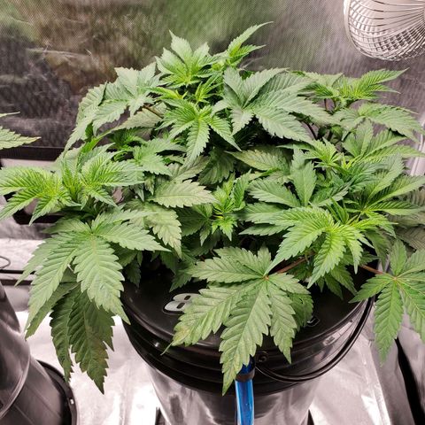 Echo growlog timeline photo