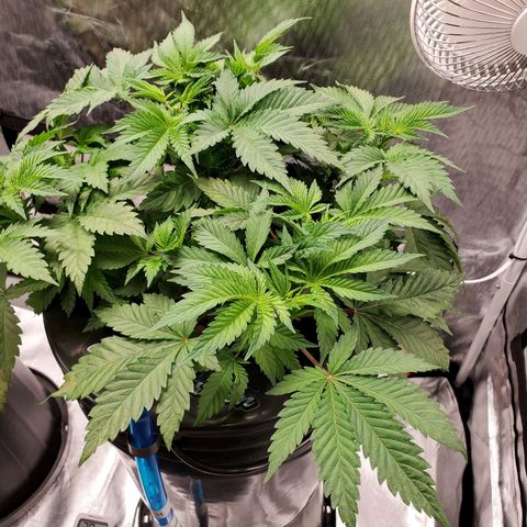 Echo growlog timeline photo