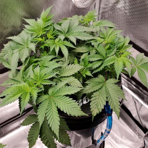 Echo growlog timeline photo