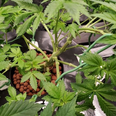 Delta growlog photo: After defoliation and LST. 