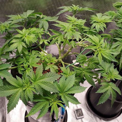 Delta growlog photo: After defoliation and LST. 