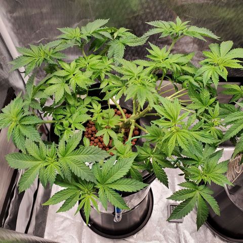 Delta growlog photo: After defoliation and LST. 