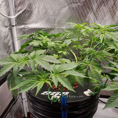 Delta growlog photo: After defoliation and LST. 