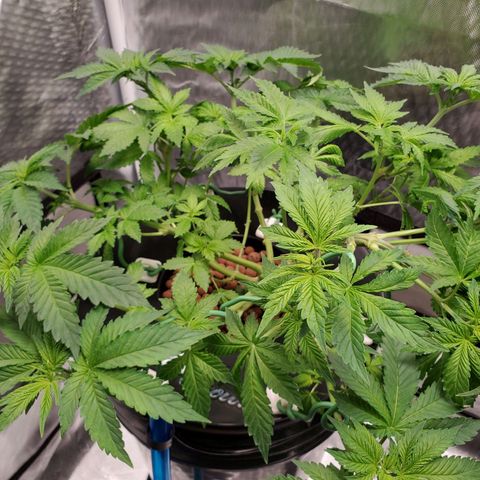 Delta growlog photo: After defoliation and LST. 