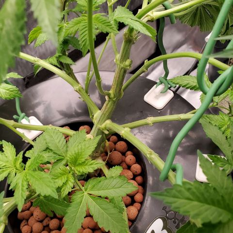 Delta growlog photo: After defoliation and LST. 