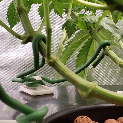 Delta growlog photo: Using command hooks as an anchor for soft wire ties during LST. 