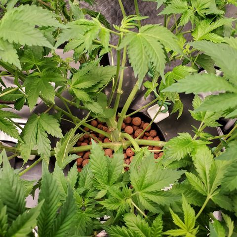 Echo growlog photo: After defoliation and LST. 