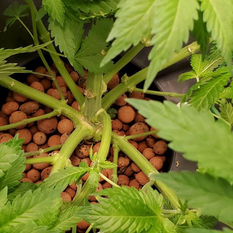 Echo growlog photo: After defoliation and LST. 
