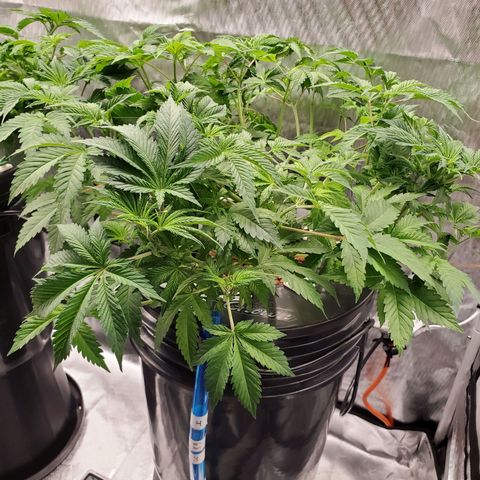 Echo growlog photo: After defoliation and LST. 