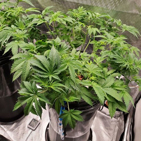 Echo growlog photo: After defoliation and LST. 