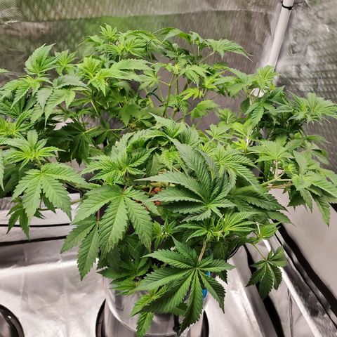 Echo growlog photo: After defoliation and LST. 
