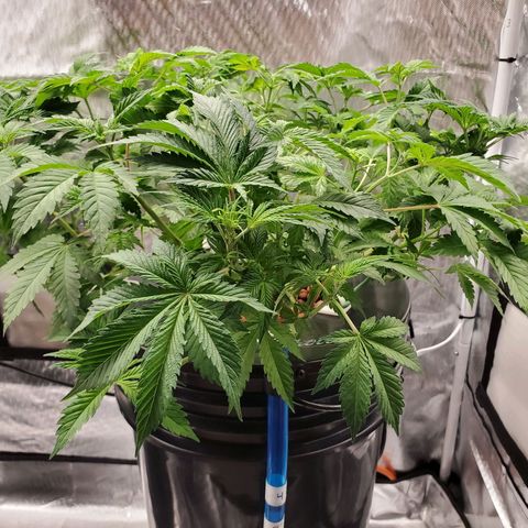Echo growlog photo: After defoliation and LST. 