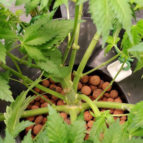 Echo growlog photo: After defoliation and LST. 