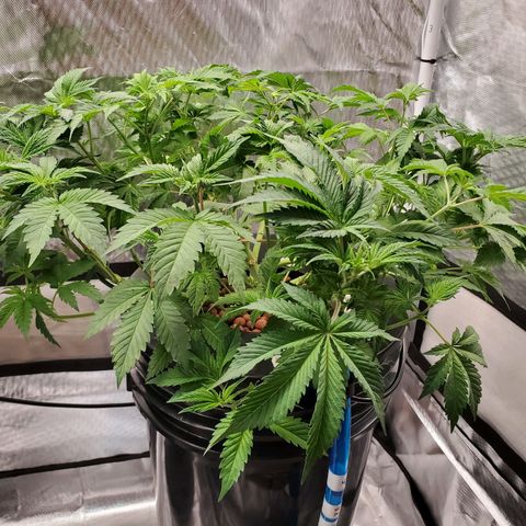 Echo growlog photo: After defoliation and LST. 