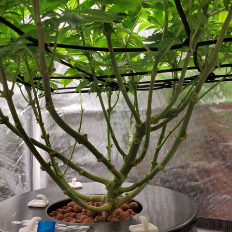 Delta growlog photo: - After defoliation and lollipopping. 