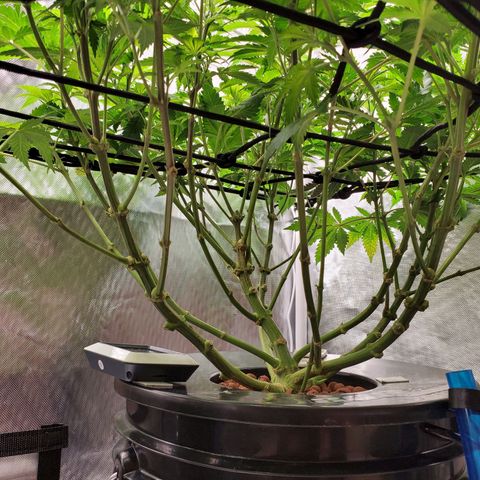 Echo growlog photo: - After defoliation and lollipopping.