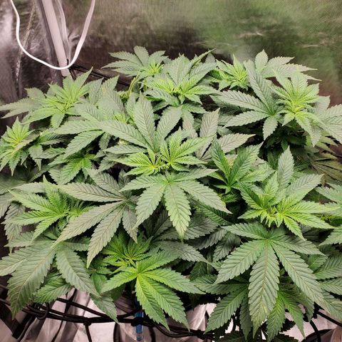 Delta growlog photo: - Final week of veg before transitioning to flower. 