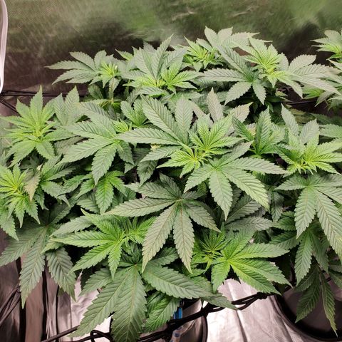 Delta growlog photo: - Final week of veg before transitioning to flower. 