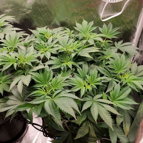 Echo growlog photo: - Final week of veg before transitioning to flower. 
