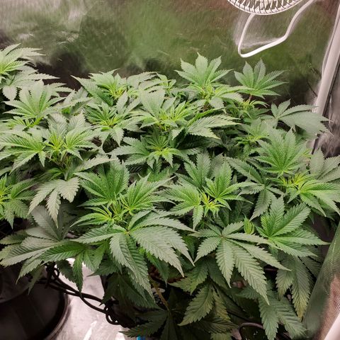 Echo growlog photo: - Final week of veg before transitioning to flower. 