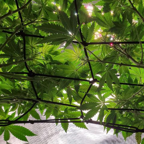 Echo growlog photo: - Upper third of plant canopy woven through the trellis net. 