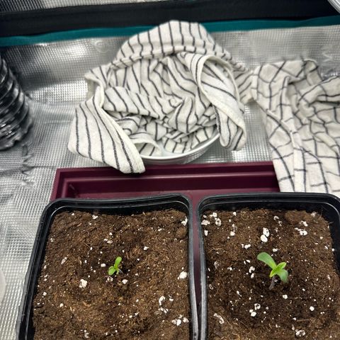 Blue Cheese growlog timeline photo