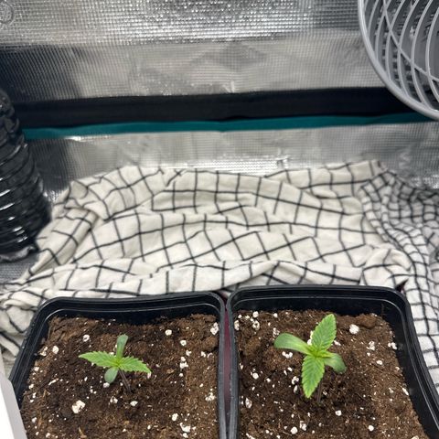 Blue Cheese growlog timeline photo