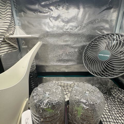Blue Cheese growlog timeline photo