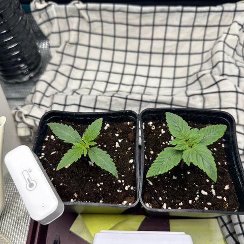Blue Cheese growlog timeline photo