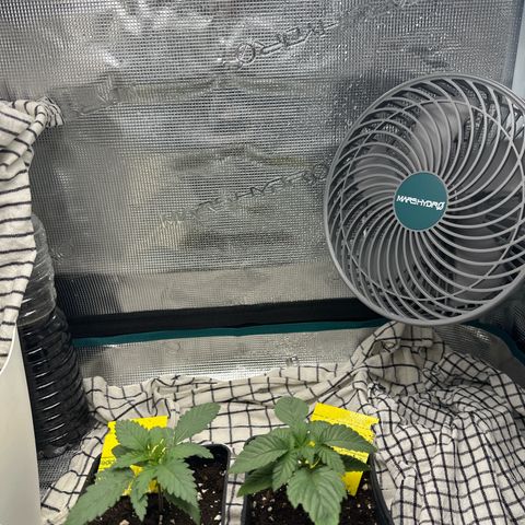 Blue Cheese growlog timeline photo