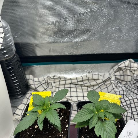 Blue Cheese growlog timeline photo